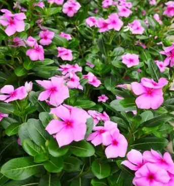 长春花如何长成老桩