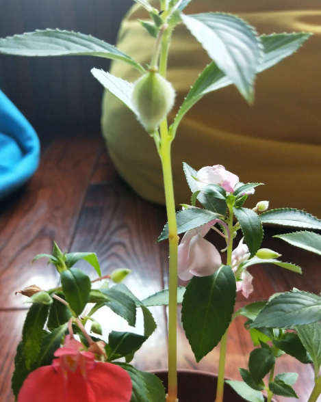 凤仙花有多少种