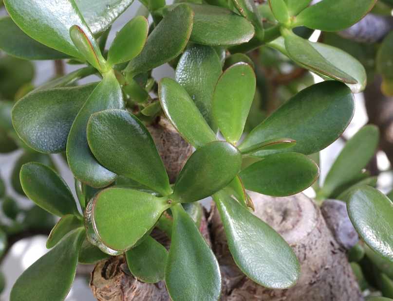 玉树种植土壤配方