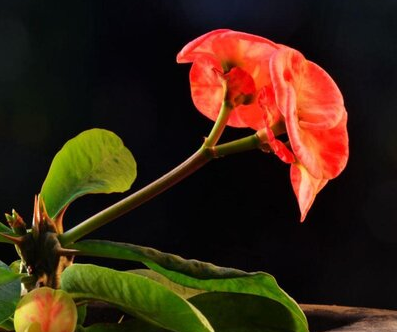 骨刺花叶子黄咋回事