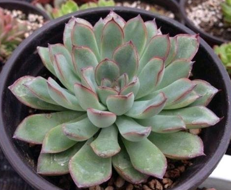 花月夜多久浇一次水