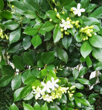 九里香一年四季都开花吗