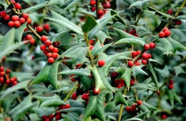 毛儿刺树能结果实吗