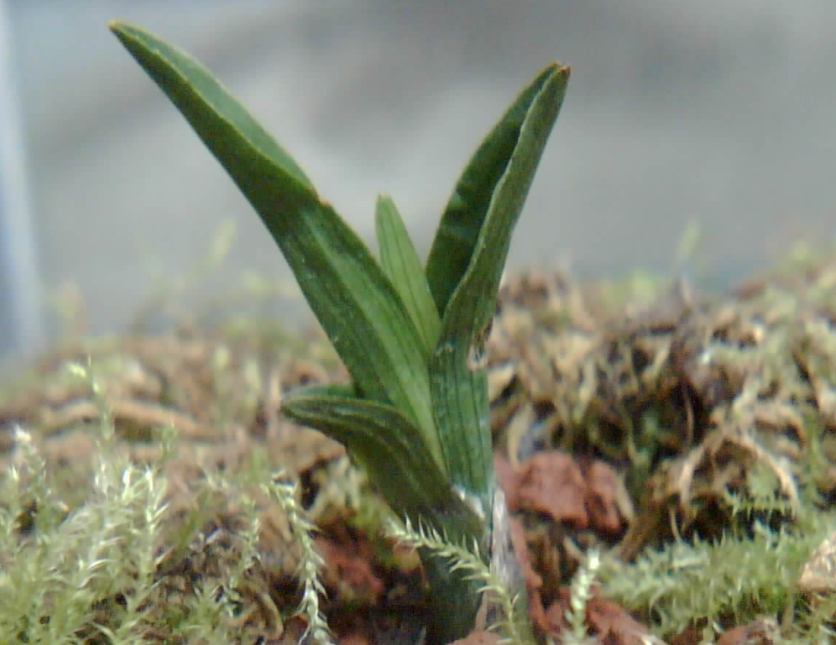 下山矮种兰花怎么种植