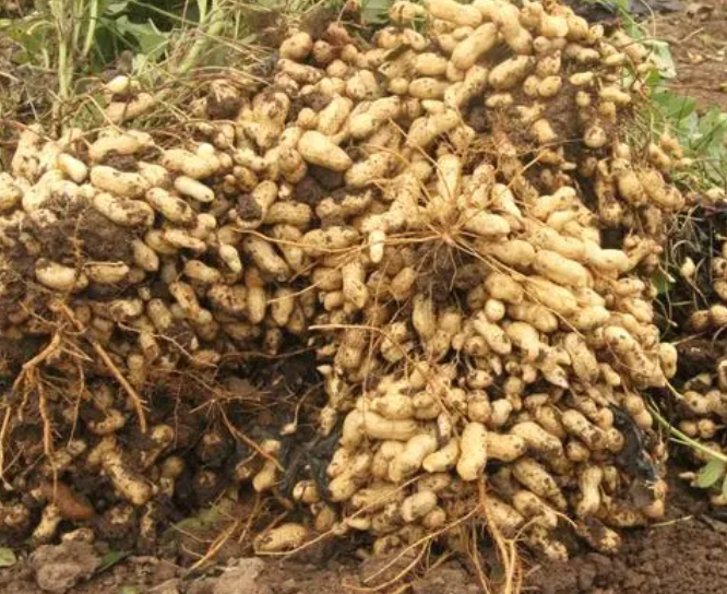 花生浇水的方法和注意事项是什么呢