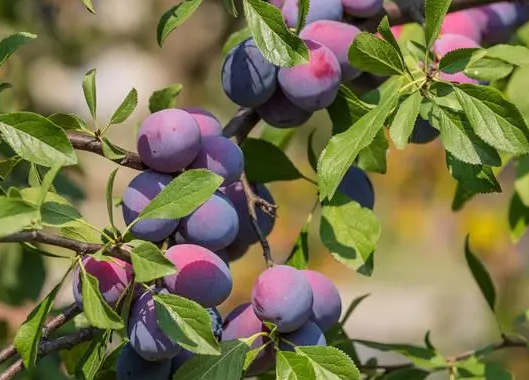 李子树套种什么好