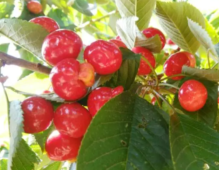 大樱桃树为啥不结果