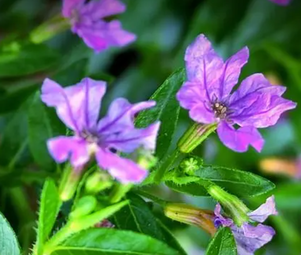 萼距花怎么繁殖