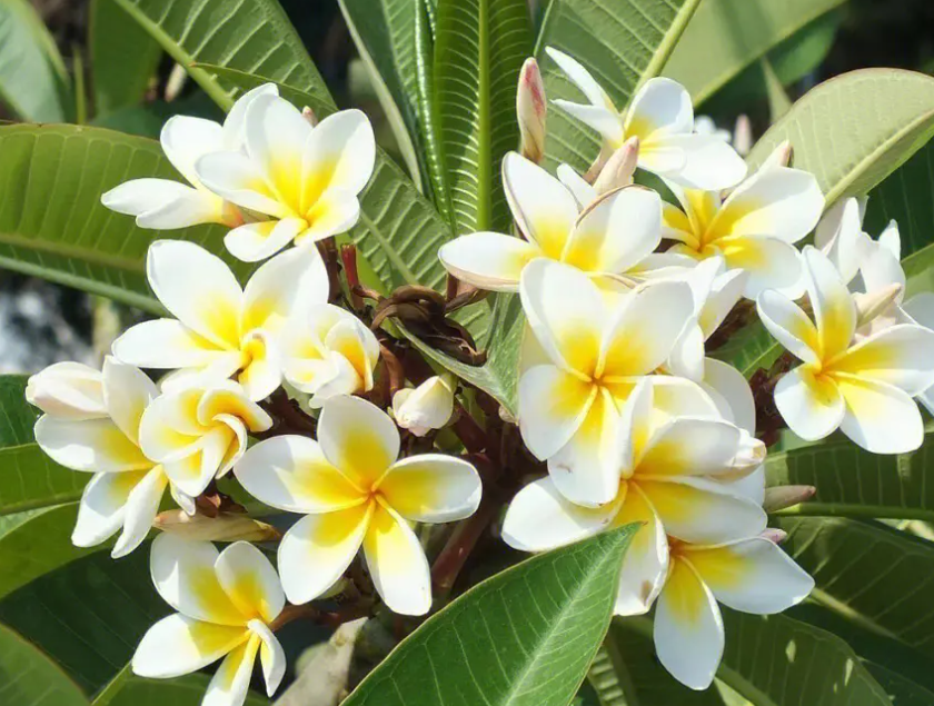 鸡蛋花移栽注意事项是什么呢