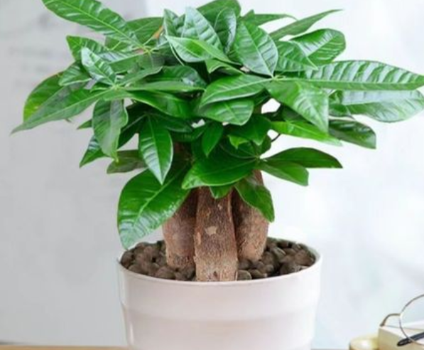 小盆栽发财树怎么修剪枝叶