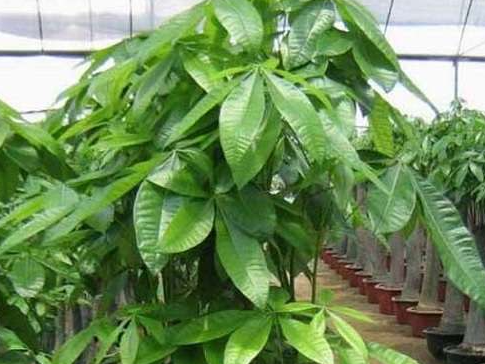 摇钱树怎么养活