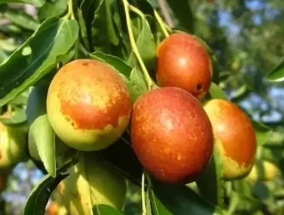 枣树怕旱还是怕涝