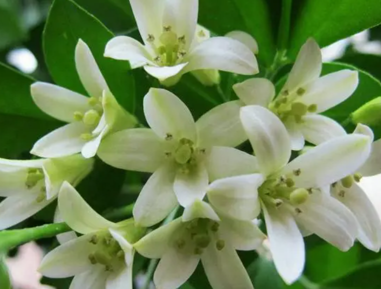 九里香不开花什么原因