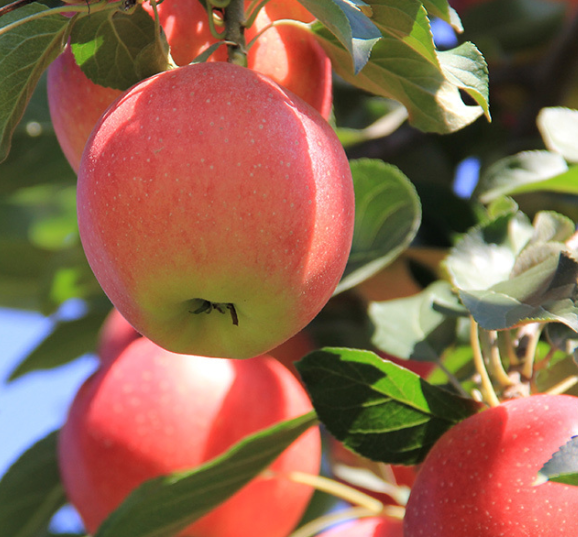 一年的苹果树怎么修剪
