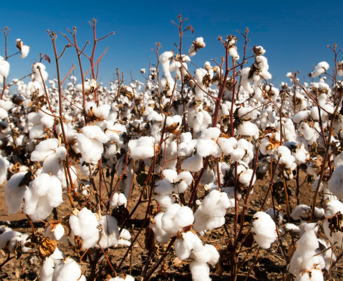 棉花地怎么施底肥