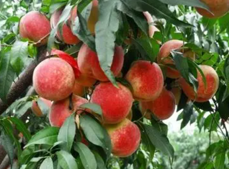 冬桃开花是几月份