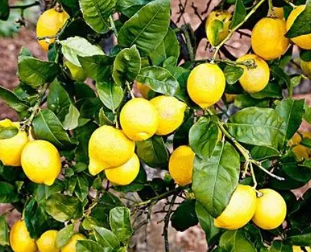 柠檬树适合放客厅吗