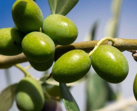 橄榄树生长在什么地方