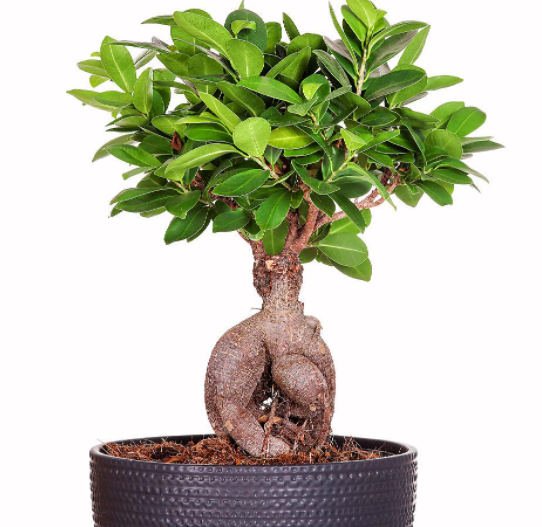 盆栽人参榕树的养殖方法和注意事项是什么呢