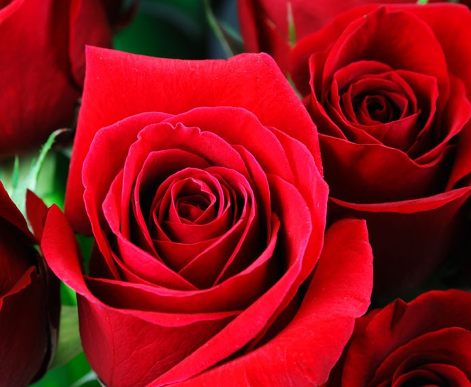 玫瑰花盆栽种植方法