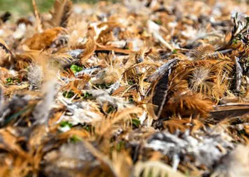 鸡毛可以埋树下当肥料吗