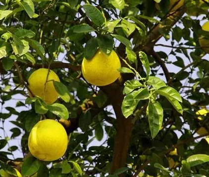 柚子树在家养有什么禁忌呢