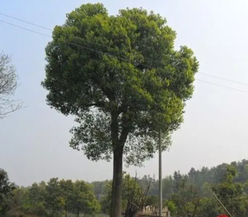 怎么辨别香樟树与樟树