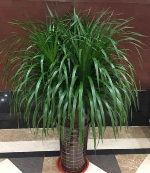 龙须树适合用什么盆