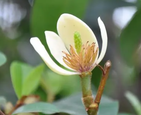 刚买的含笑花怎么移栽成活率