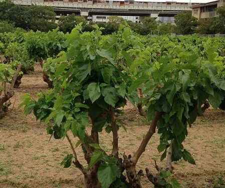 家中能栽桑树吗