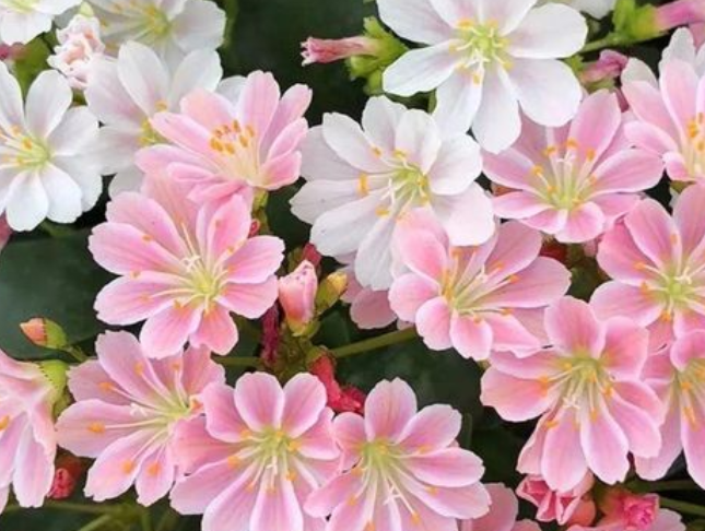 露薇花种子什么时候种下