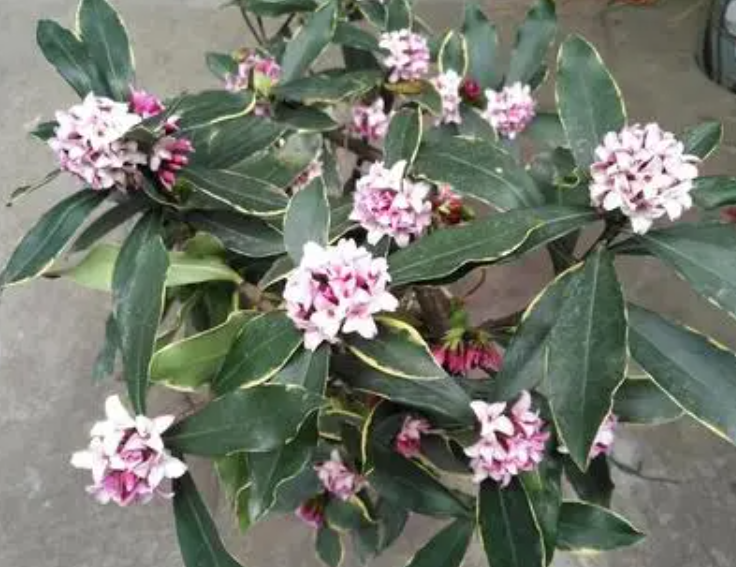 瑞香的花期是多长