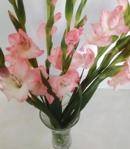 剑兰花水养会长根吗