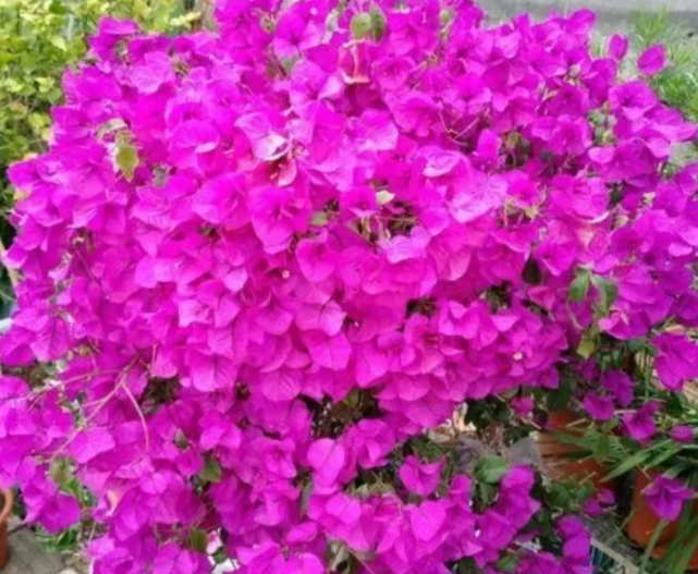 叶子花一年开几季