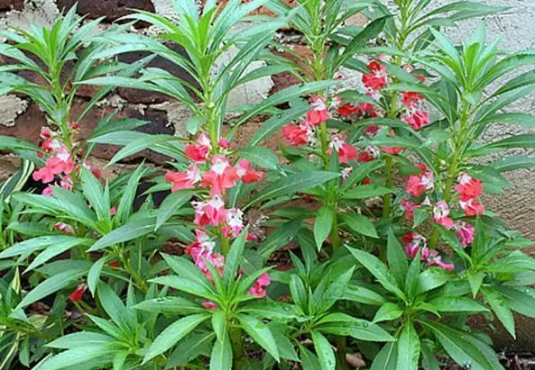 凤仙花几月份播种最好