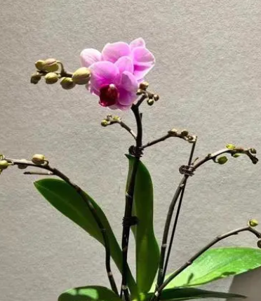 蝴蝶兰什么季节开花