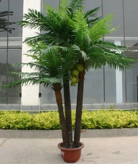 椰子树怎么养才长得好