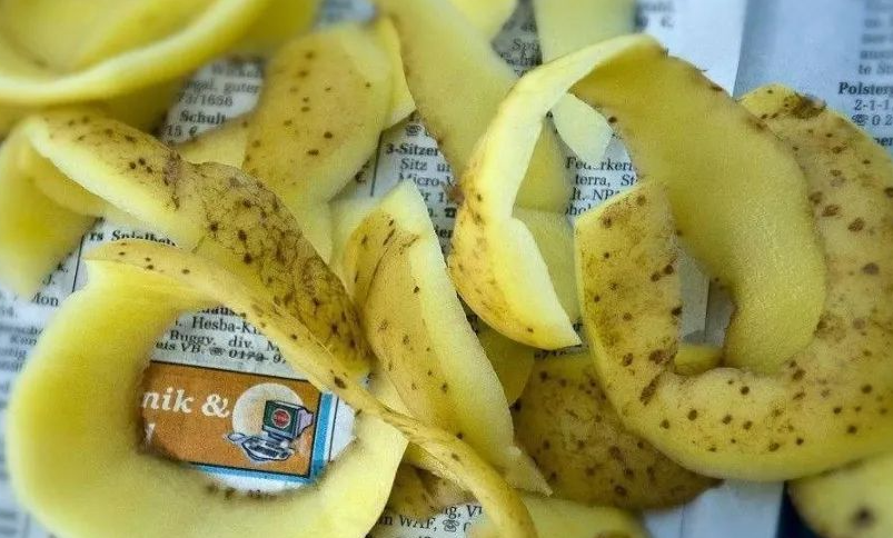 土豆皮泡水几天可以浇花