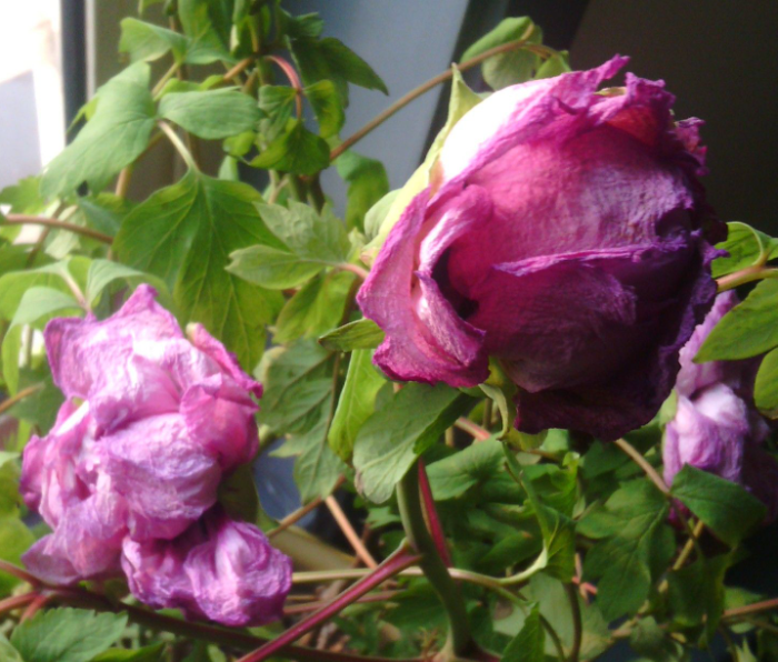 牡丹花蔫了怎么办