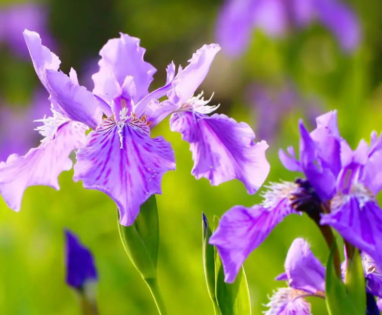 紫色鸢尾花花语