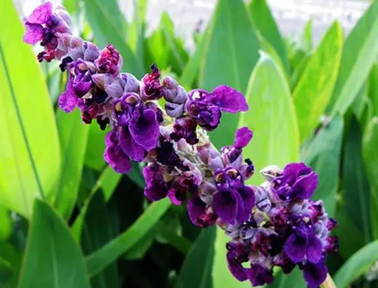 再力花可以旱地种植吗