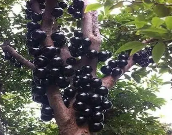 湖南适合种植树葡萄吗