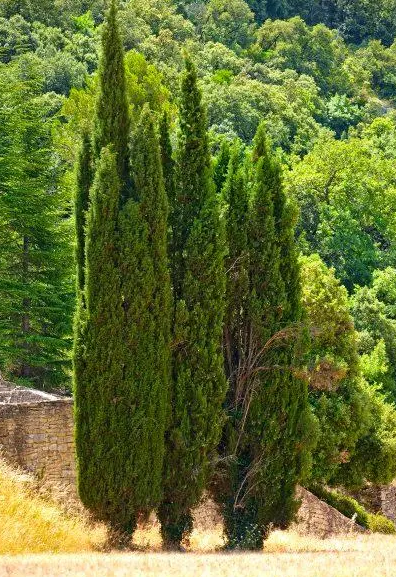 扁柏树适合放在家里吗