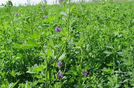 紫花苜蓿在哪里生长