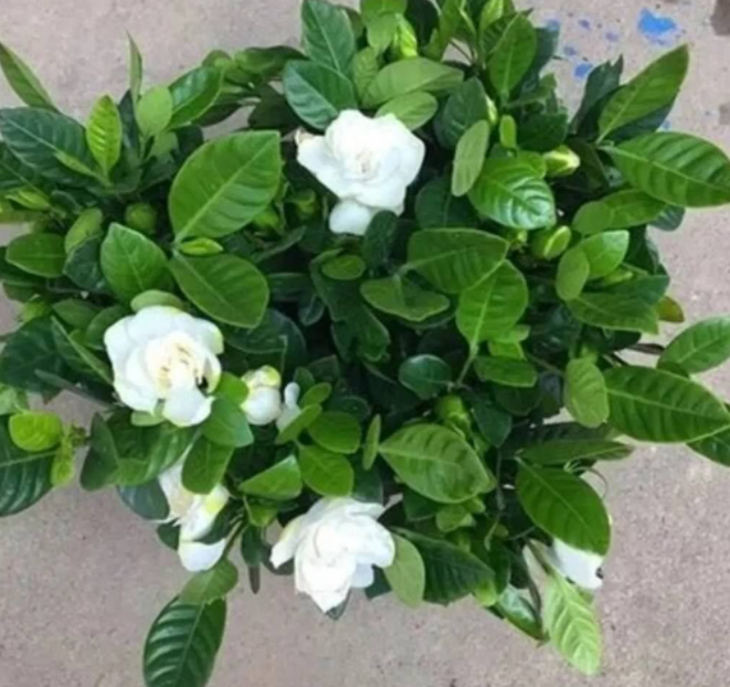 栀子花室内养殖