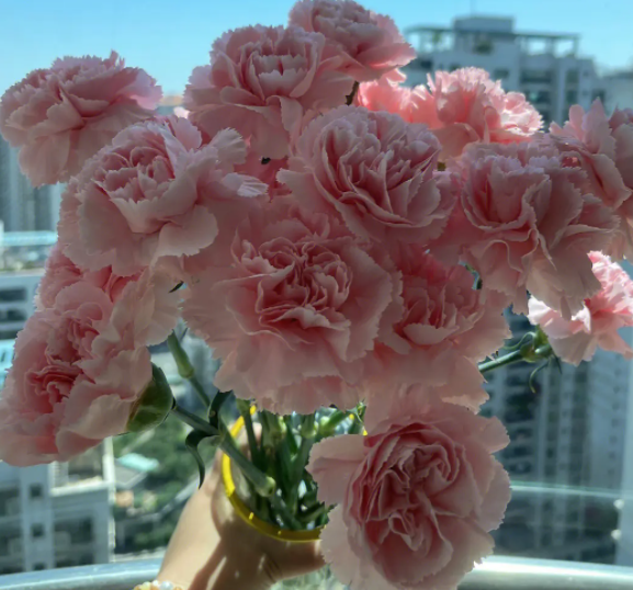 多丁康乃馨花语