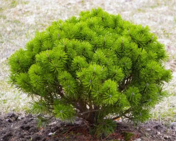 十种比较矮的树