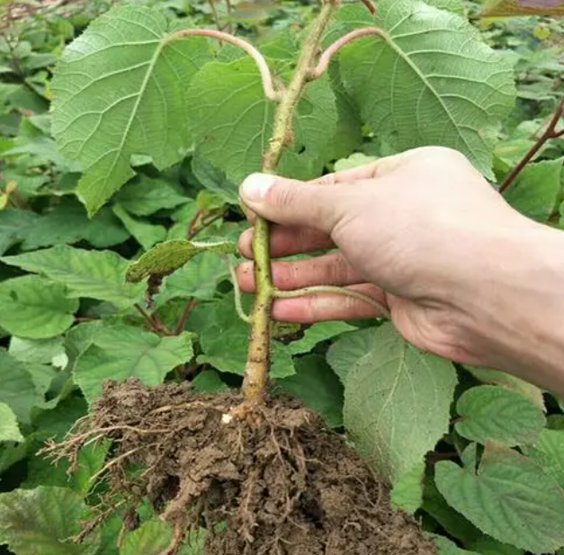 怎样移栽猕猴桃树苗