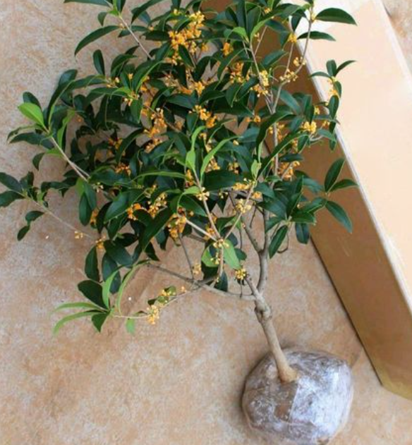 新栽桂花树怎么养