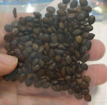 栀子花种子啥样